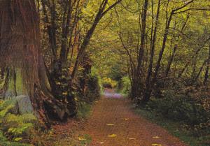 Canada Forest Trail in Stanley Park Vancouver British Columbia