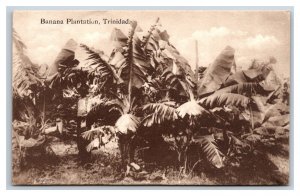 Banana Plantation Trinidad BWI UNP Davidson & Todd DB Postcard P18