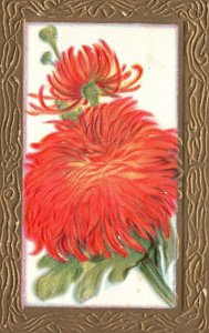 Vintage Postcard Large Print Daisies With Golden Border Greetings Wishes Card