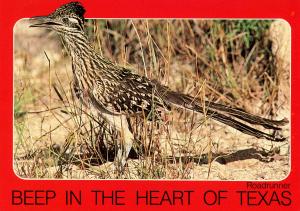 TX - Texas Roadrunner