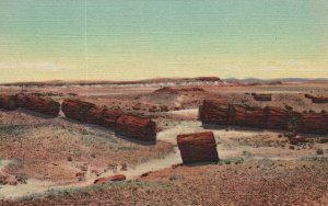 Vintage Postcard 1930's Trees Logs In Third Forest Petrified Forest Arizona AZ