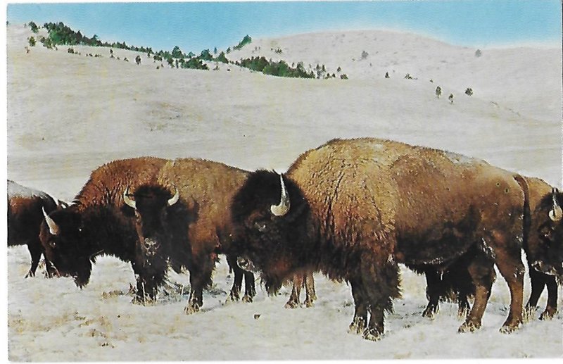 Buffalo Roaming Plains in Winter