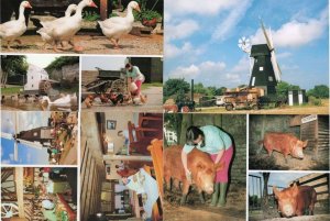 Sarre Windmill Kent 4x Farming Tea Rooms Restaurant Postcard s