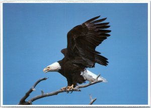 postcard Utah - Zion National Park - Bald Eagle