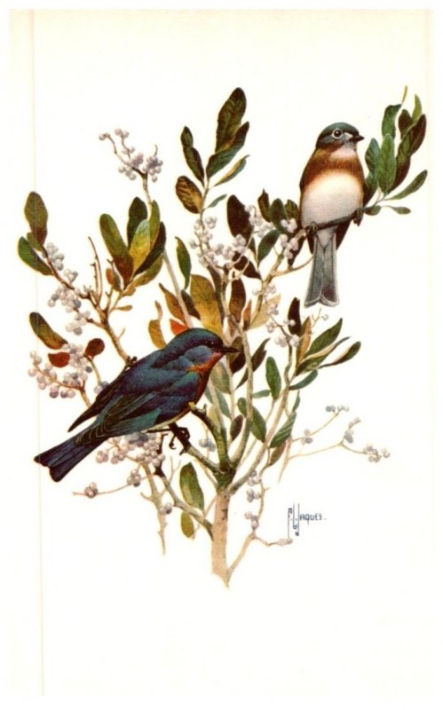 Birds , Bluebird , artist signed