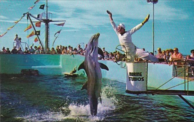 Florida Marineland Feeding Time Jumping Porpoise Marine Studios