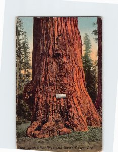 Postcard Jumbo Big Tree California USA