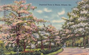 Dogwwod Trees in Bloom Atlanta George 1941