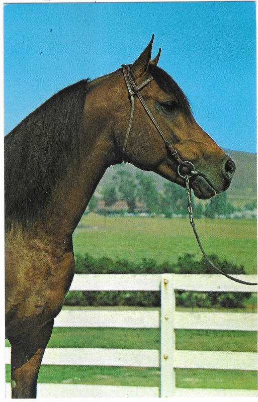 Farlowa 8545 Arabian Horse of Kelloggs