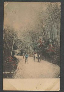 Ca 1895 PPC* CHINA OR JAPAN BAMBOO ROAD GOING TO MOGI MINT
