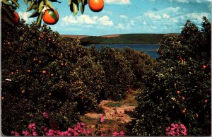 Florida Orange Grove Tropical Plantlife Scenic Landscape Chrome Postcard 