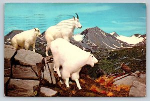 c1984 Mountain Goats Harding Ice Field Alaska 4x6 VINTAGE Postcard 1818