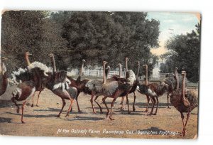 Pasadena California CA Postcard 1909 Ostrich Farm