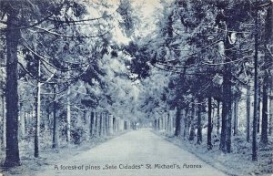 AZORES PORTUGAL~ST MICHAEL'S-A FOREST OF PINES SETE CIDADES PHOTO POSTCARD