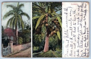 1907 FLORIDA COCOANUT COCNUT TREES SENT TO MADISON CONNECTICUT MRS CHAS BRAINARD