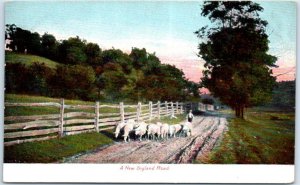 Postcard - A New England Road - New England