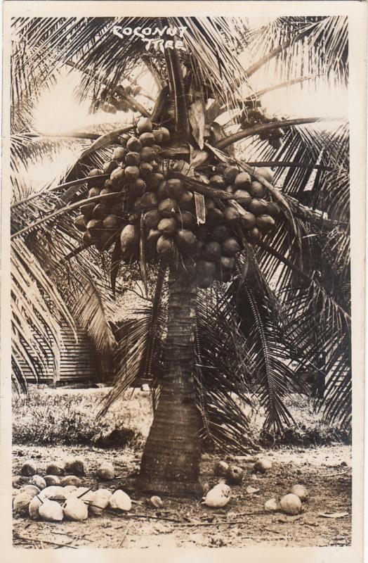 Vintage Real Photo Postcard Coconut tree, Ceylon flora
