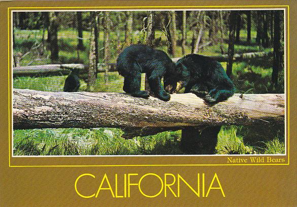 California Native Black Bears