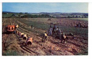 ME - Aroostook County. A Potato Harvest