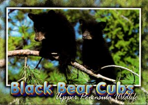 Black Bear Cubs Michigan Upper Pennsula