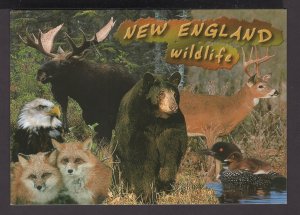 New England Wildlife  - Cont'l