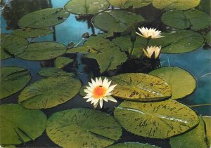 Postcard Mauritius Pamplemousses Botanical Garden water-lily detail view