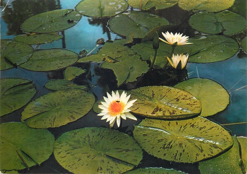 Postcard Mauritius Pamplemousses Botanical Garden water-lily detail view