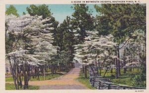 North Carolina Southern Pines Scene In Weymouth Heights Curteich