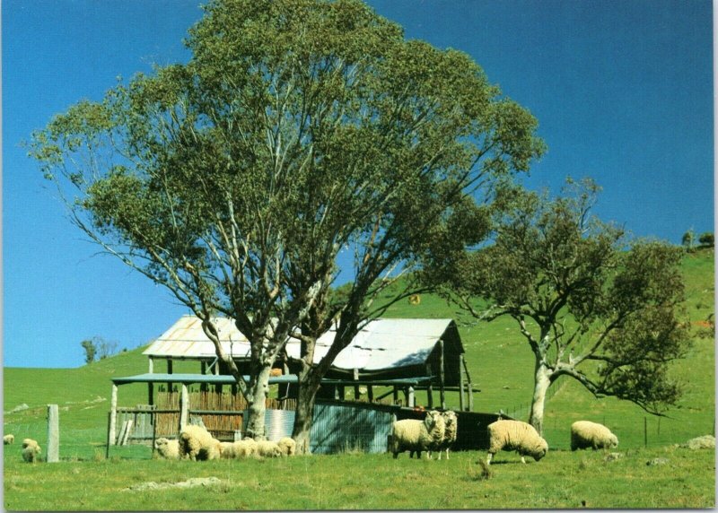 postcard Australia, NSW - Grazing Sheep in the Orana Region
