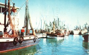Vintage Postcard 1956 The Shrimp Fleet at Key West Florida FL