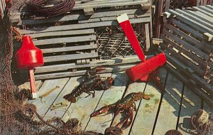 Live Lobster and Lobster Traps Lobster Unused 