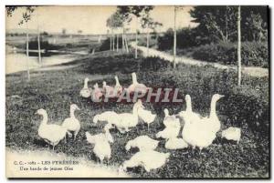 Old Postcard Pyrenees A group of young geese