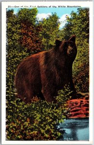 Brown Bear, One of the First Settlers of White Mountains, Vintage Postcard