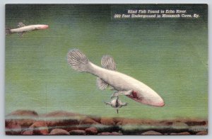 Kentucky~Mammoth Cave~Underground Echo River~Blind Fish~Linen 1950 Postcard