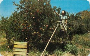Citrus Desert Treasure Farm Agriculture Postcard Tucson Arizona Wallace 8358
