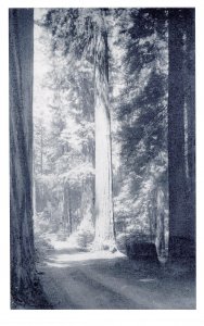 PC6738 AVENUE OF THE GIANT CALIFORNIA REDWOODS