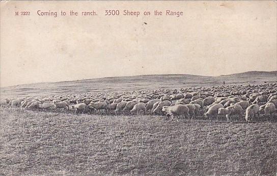 Coming To The Ranch 3500 Sheep On The Range