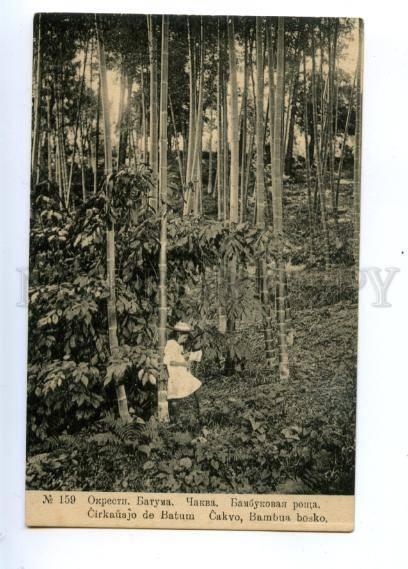 171147 Adjara Georgia BATUMI Chakva Bamboo grove Vintage PC