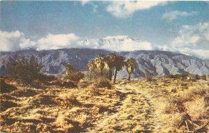 Postcard 1940s California Palm Springs Seven Palms Wesco 22-13367