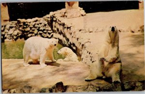 Polar Bear Enclosure San Diego Zoo c1961 Vintage Postcard T18