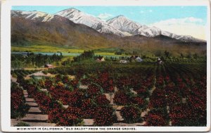 Midwinter In California Old Baldy From The Orange Groves Vintage Postcard C211