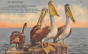 Pelican Family Greetings From Florida Pelicans FL
