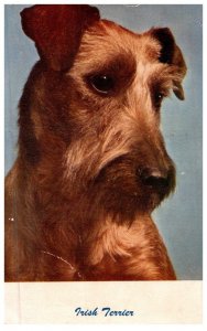 Dog , Irish Terrier