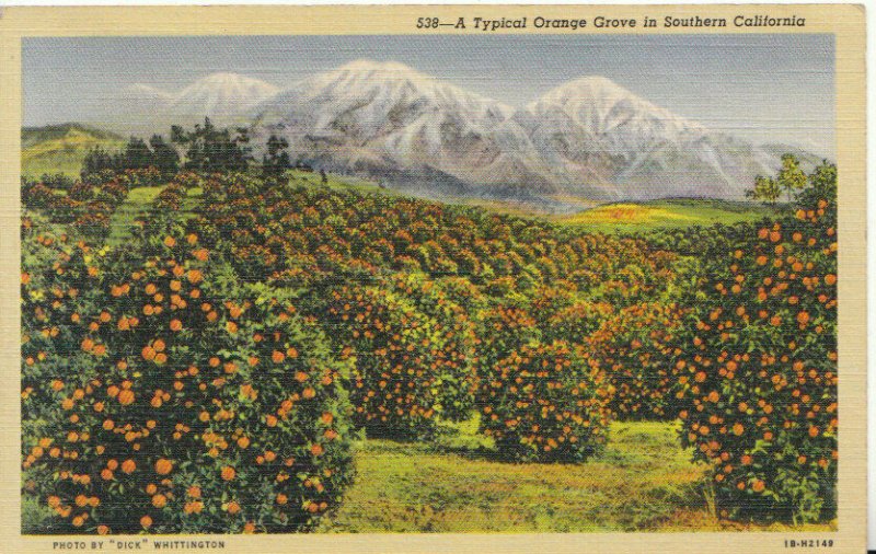 America Postcard - A Typical Orange Grove in Southern California - Ref TZ7625