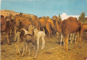 US24 Africa Tunisia South Tunisia herd of camel cammels animal