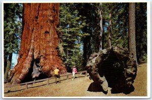 Postcard - General Lee Tree and Fallen Monarch, Kings Canyon National Park - CA