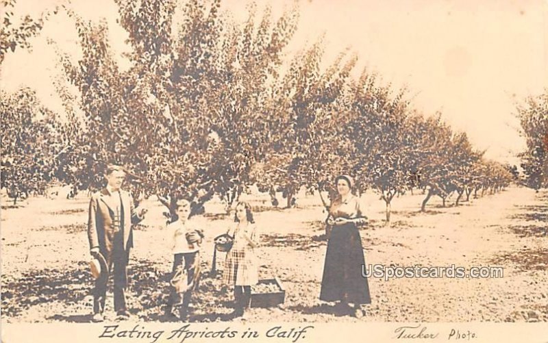 Eating Apricots - MIsc, CA