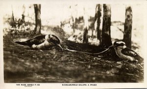 australia, Kookaburras killing a Snake (1930s) Rose Series RPPC Postcard