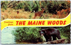 Postcard - Greetings from The Maine Woods - Maine