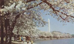 DC - WASHINGTON MONUMENT AND CHERRY BLOSSOMS WASHINGTON D...